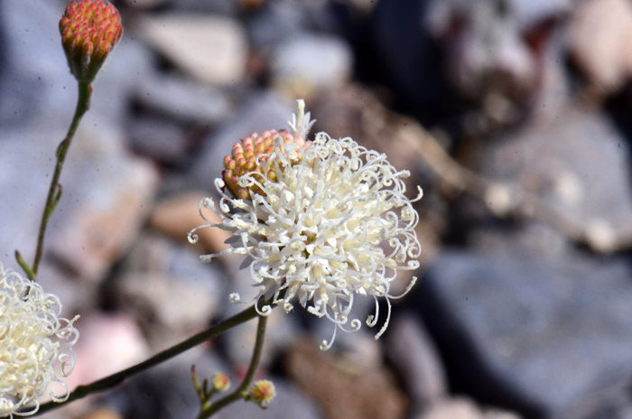 Fleshcolor Pincushion has white flower heads, all disk florets and without ray florets. The fruit is technically called a cypsela which is often mistaken as an achene. Chaenactis xantiana